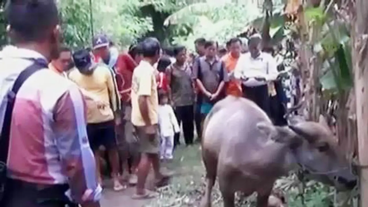 VIDEO: Benda Diduga Bom Rakitan Meledak Terinjak Kerbau