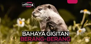 Fimela Update: Berang-berang