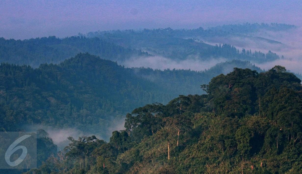 Membidik Owa Jawa di Taman Nasional Gunung Pangrango ...