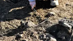 Sejumlah tengkorak ditemukan di daerah nekropolis atau pemakaman kuno di Bordeaux, Prancis (6/12). Nekropolis biasanya tempat dimakamkan anggota masyarakat dengan status sosial tinggi seperti keturunan raja dan pendeta yang dihormati. (AFP/Georges Gobet)