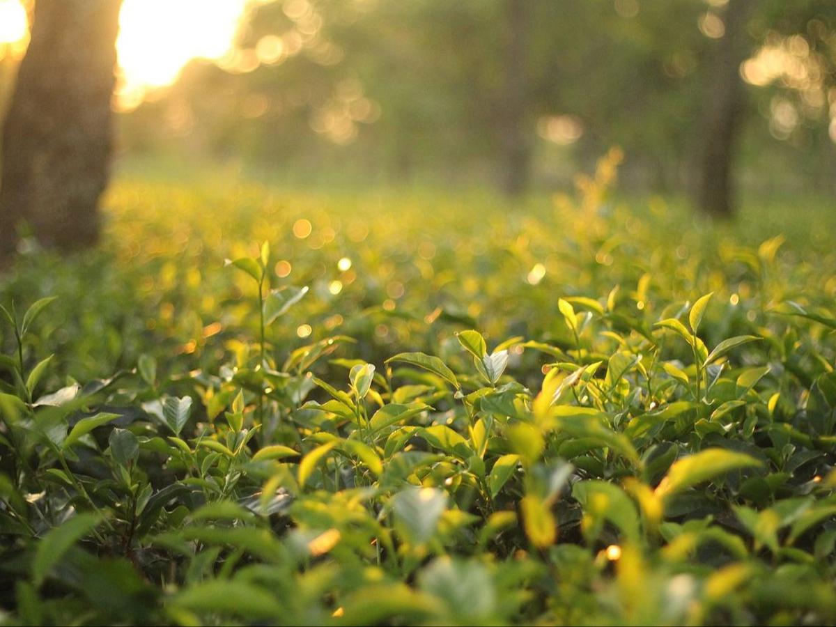 2. Kebun Teh Pagilaran