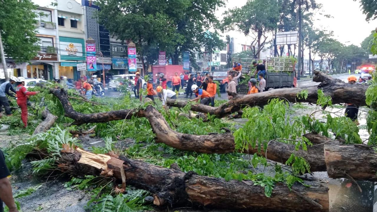 Angin Kencang Terjang Sukoharjo, Pohon Besar Depan Mie Gacoan Tumbang & Bikin Macet