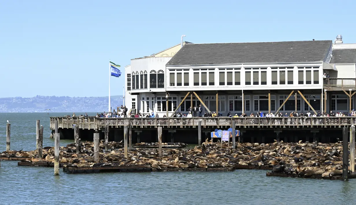 Ratusan singa laut tiba-tiba muncul di Dermaga 39 di San Fransisco, California, dalam sepekan terakhir, menurut laporan setempat. (Yuri Avila/San Francisco Chronicle via AP)