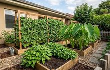 10 Tanaman Pangan Lokal untuk Kebun Rumah Sederhana, Pilihan Praktis untuk Memulai Kebun Pangan