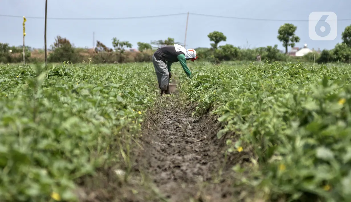 Petani melakukan perawatan tanaman blewah di Kabupaten Bekasi, Jawa Barat, Kamis (15/4/2021). Syafrudin (70) salah satu petani mengungkapkan hasil panen dari lahan seluas 1 hektare mampu menghasil 14 ton blewah. (merdeka.com/Iqbal S. Nugroho)