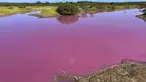 Foto yang diambil pada 8 November 2023 ini disediakan oleh Leslie Diamond menunjukkan telaga di Suaka Margasatwa Nasional Kealia Pond di Maui, Hawaii, berubah warna menjadi merah muda pada 30 Oktober 2023. (Leslie Diamond via AP)
