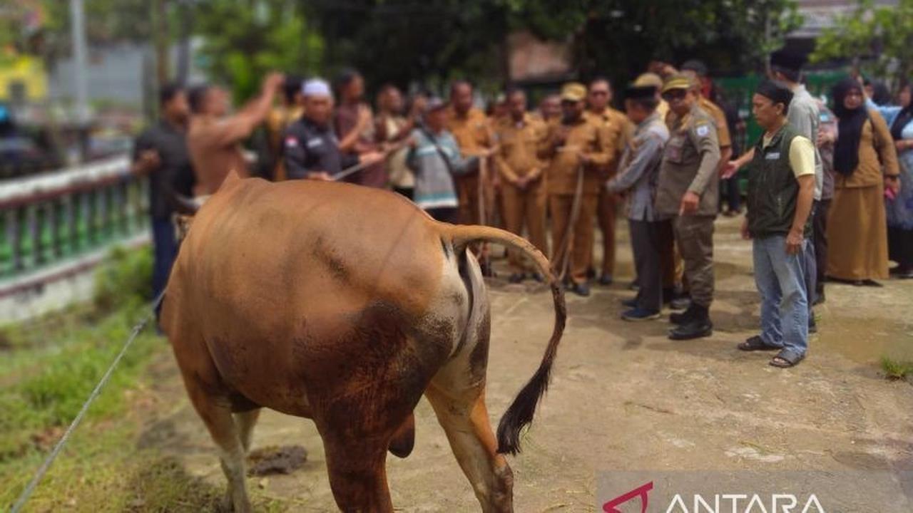 Pemkot Sorong Salurkan 30 Sapi Kurban untuk Idul Adha 1447 H, Pastikan Aman Dikonsumsi