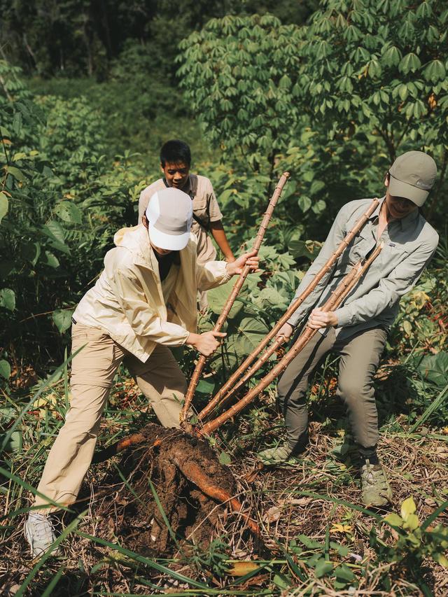 7 Potret Petualangan Maudy Ayunda di Sintang, Seru Panen Singkong