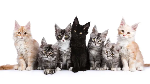 Kucing