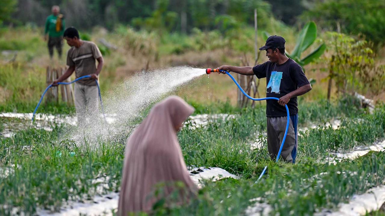 Lahan Bekas Lumpur Banjir Bandang Jadi Areal Pertanian Produktif di Pidie Jaya