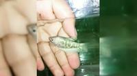 Ikan sepat berlafazkan Allah ditemukan di Bogor. (Liputan6.com/Achmad Sudarno)