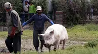 Pada umumnya, sebagian besar warga Afghanistan belum pernah melihat babi dalam hidup mereka