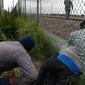 Imigran gelap ketika berusaha melewati pagar keamanan terminal Eurotunnel di Coquelles dekat Calais di Prancis, 29 Juli 2015. Ribuan imigran tersebut mencoba memasuki Terowongan Channel menuju Inggris melalui Prancis. (REUTERS/Pascal Rossignol)