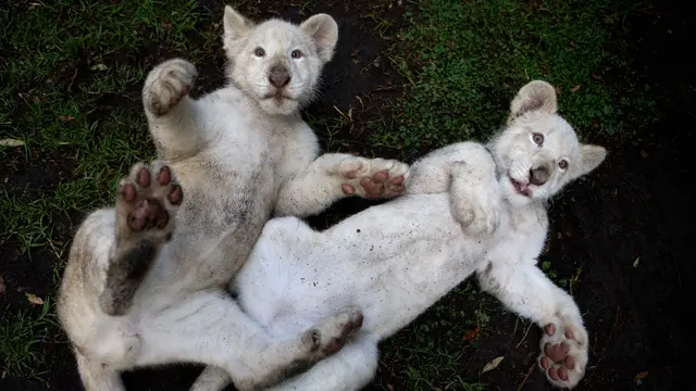Yuk, Ikuti Kontes Penamaan 2 Anak Singa Putih Langka Ini