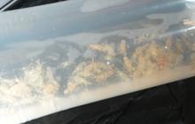 Dramatis, Aksi TNI AL Mengejar Penyelundup Benih Bening Lobster hingga Letuskan Tembakan Peringatan