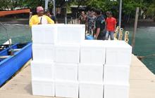 TNI AL Gagalkan Penyelundupan 85.000 Ekor Benih Bening Lobster di Wilayah Banyuwangi