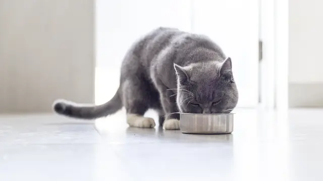 Wet Food x Dry Food, Mana yang Cocok untuk Kucing?