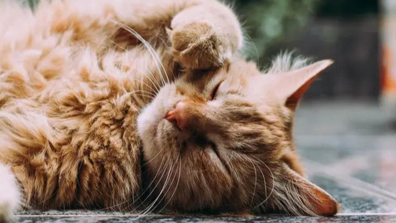7 Penyebab Kucing Selalu Lapar Dilihat dari Perilakunya, Waspadai Masalah Kesehatan