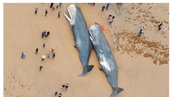  Misteri Hewan  Laut Sehat Terdampar Efek Badai Matahari 