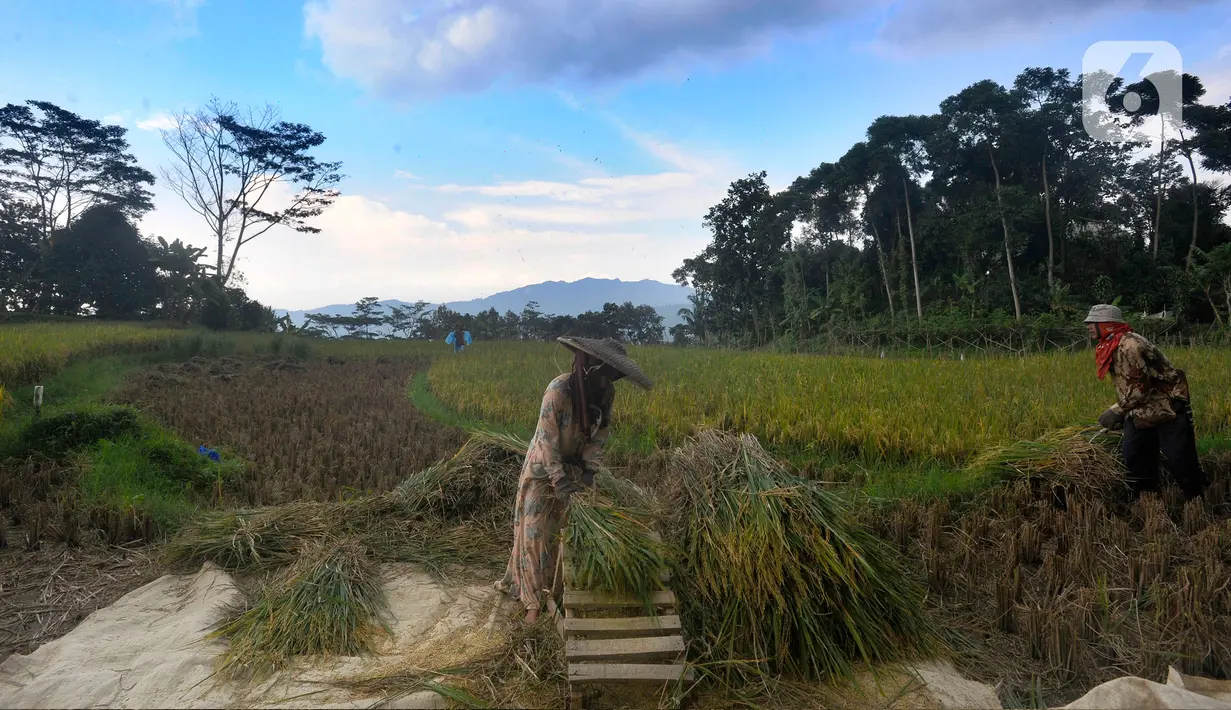 Petani melakukan panen padi jenis IR 64 di kawasan Sukamakmur, Bogor, Jawa Barat, Kamis (5/1/2022). Harga gabah kering di tingkat petani saat ini mengalami kenaikan Rp 500 menjadi Rp 7000/kg disebabkan curah hujan yang tinggi sehingga menyebabkan panen padi tertunda. (merdeka.com/Arie Basuki)
