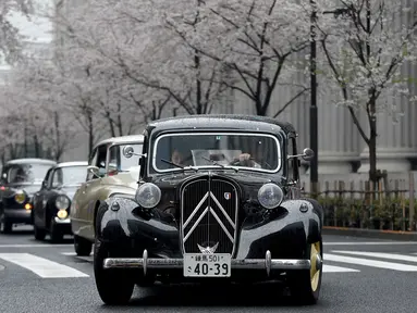 Peserta saat mengendarai Mobil klasik Citroen Avant 11CV Legere tahun 1952 (kanan) di samping pohon sakura selama Japan Classic Automobile 2016 di Tokyo, Jepang (3/4). Pameran mobil klasik ini diadakan dibawah pohoh sakura. (AFP/Toshifumi Kitamura)