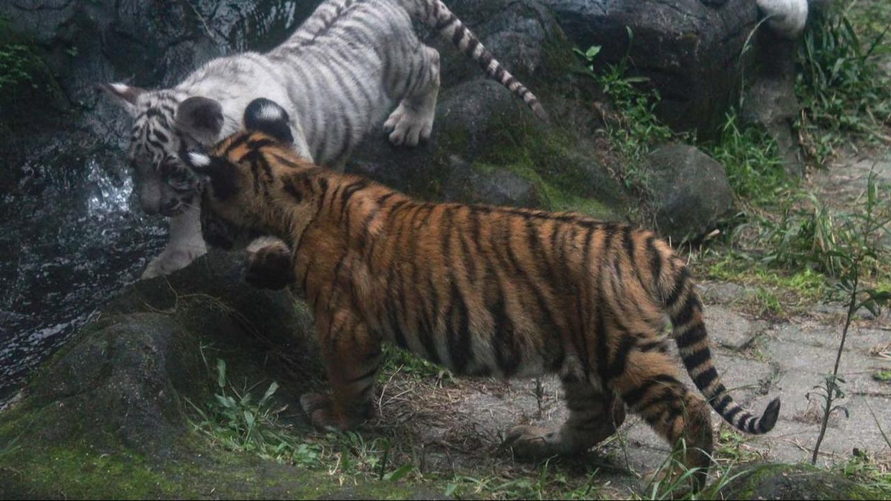 Taman Hewan Pematang Siantar (THPS) atau Siantar Zoo kembali menambah koleksinya setelah dua anak Harimau Benggala terlahir, pada 30 Oktober 2023 lalu. Uniknya, meskipun terlahir kembar dari indukan yang sama, kedua anak harimau ini memiliki warna berbeda