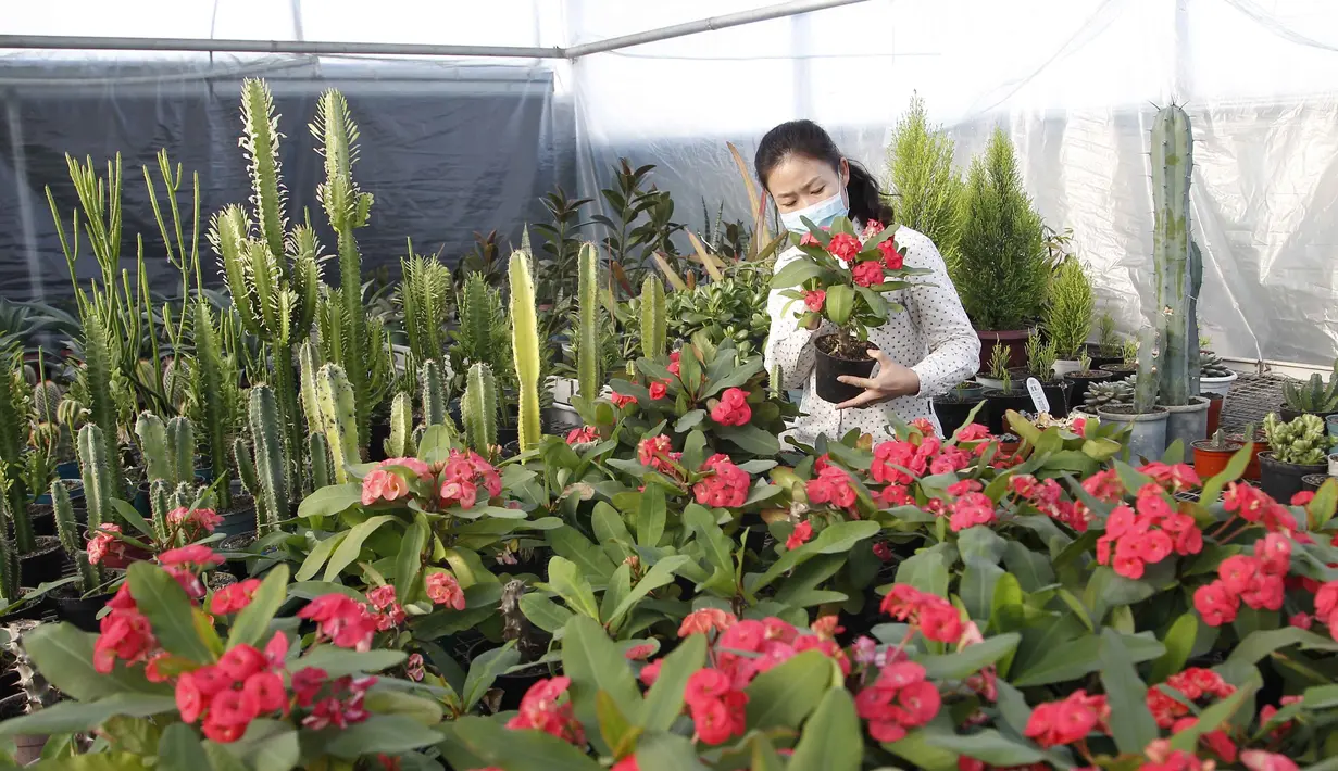 Peniliti wanita dari Pyongyang Floriculture Institute meneliti dan membudidayakan kaktus dan bunga di Pyongyang, Korea Utara, DPRK (14/12/2020). (AP Photo / Jon Chol Jin)