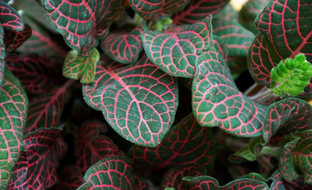 Ilustrasi Fittonia Red Vein (Sumber: Freepik)