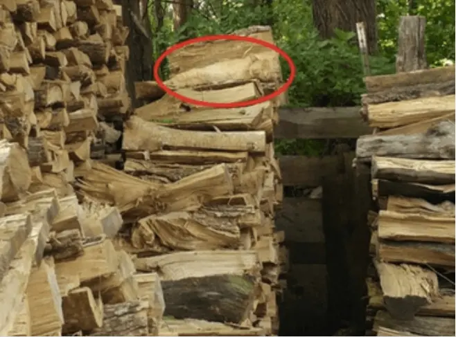 Temukan kucing pada tumpukan kayu ini.