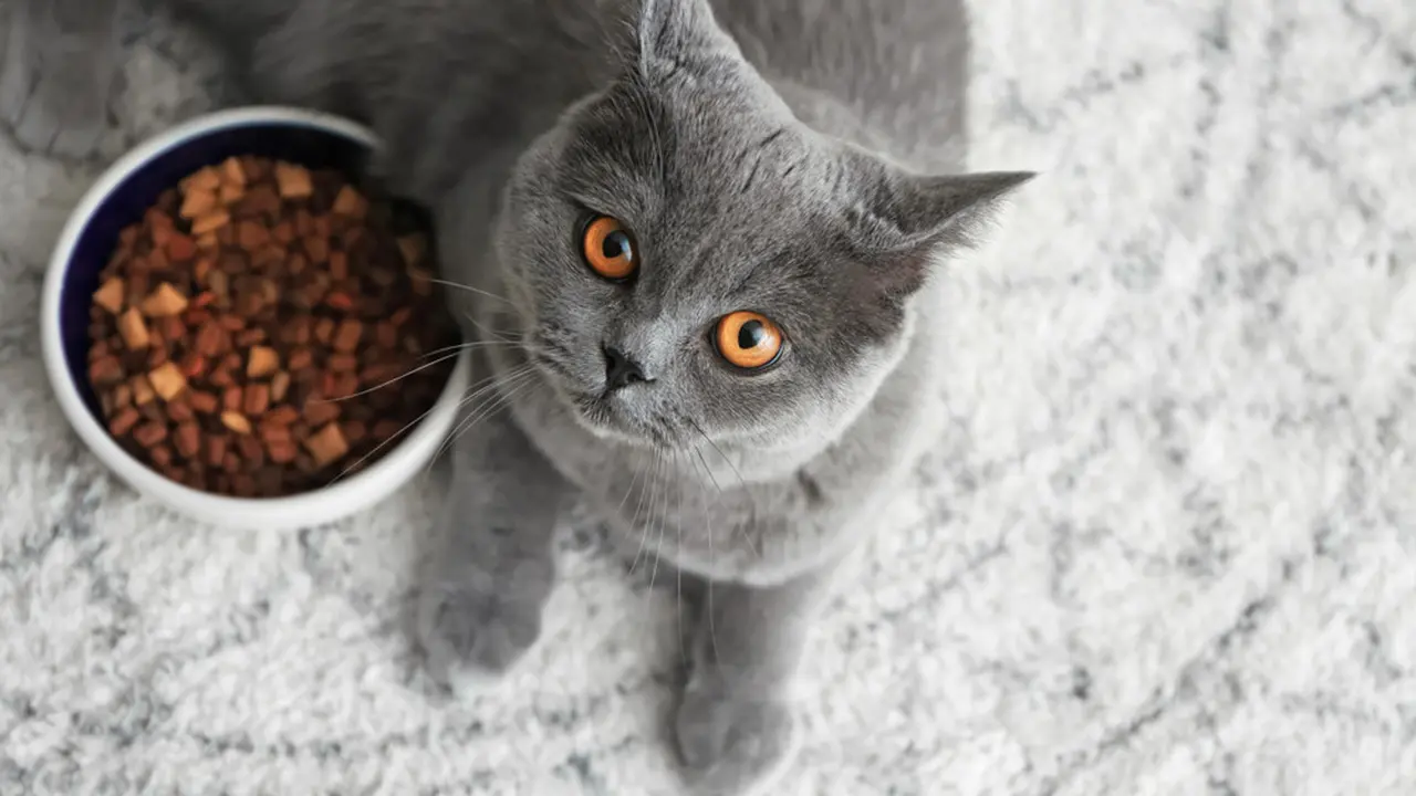 Cat Food Berisiko Apek, Begini Cara Tepat Menyimpannya