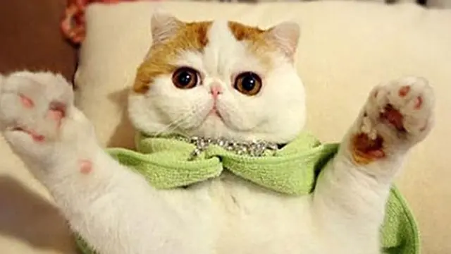 Kucing Persia Blasteran Amerika Punya 250 Ribu Follower