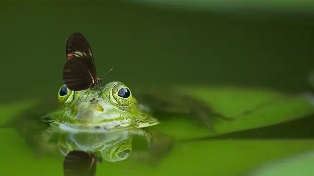 Ilustrasi makhluk hidup
