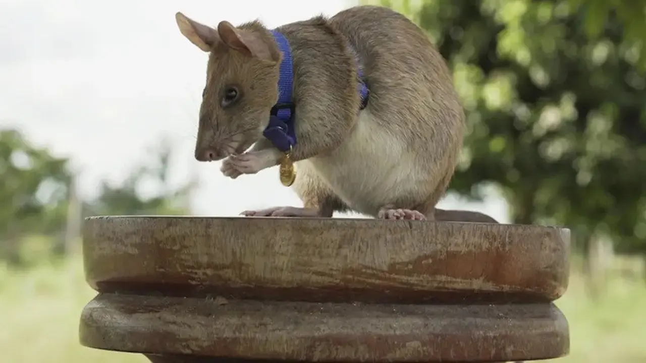 Foto arsip PDSA menunjukkan Magawa, tikus pendeteksi ranjau di Siem Reap, mengenakan PDSA Gold Medal setelah lima tahun membantu APOPO menemukan ranjau dan bahan peledak di Kamboja.