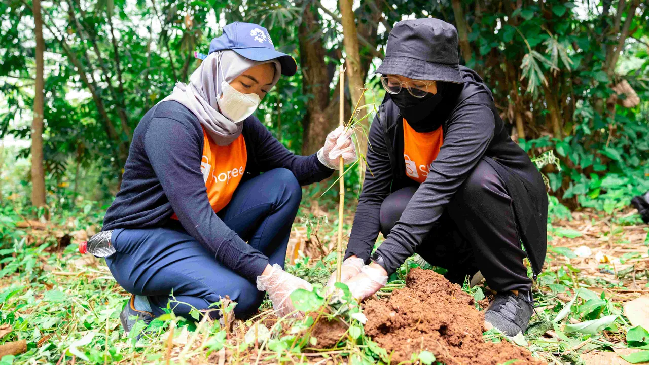 Penanaman pohon bambu