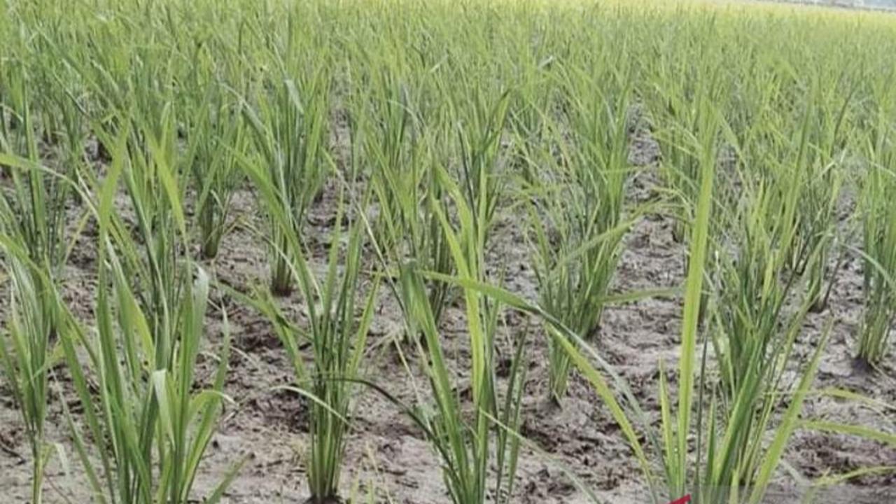 Harga Gabah di Mukomuko di Bawah HPP, Petani Mengadu