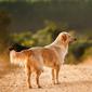 Ilustrasi anjing Golden Retriever. (dok. Helena Lopes/Unsplash.com)