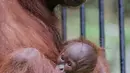 Bayi Orangutan Kalimantan, Fitri saat berada dalam pelukan induknya Eva di Taman Safari Indonesia Cisarua, Bogor, Jawa Barat, Rabu (27/5/2020). Fitri, bayi orangutan berjenis bertina lahir pada hari Senin (25/5) pukul 05.00 WIB dalam suasana Hari Raya Idul Fitri 1441 H. (Liputan6.com/Fery Pradolo)