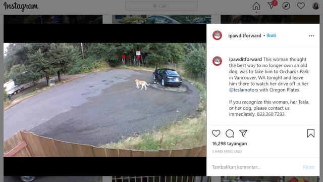 Nasib Naas Anjing Jenis Labrador