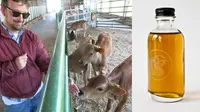 Sapi pun Diberi Parfum Khusus
