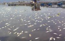 Muncul berbagai spekulasi penyebab ribuan ikan mati di Pantai Ancol
