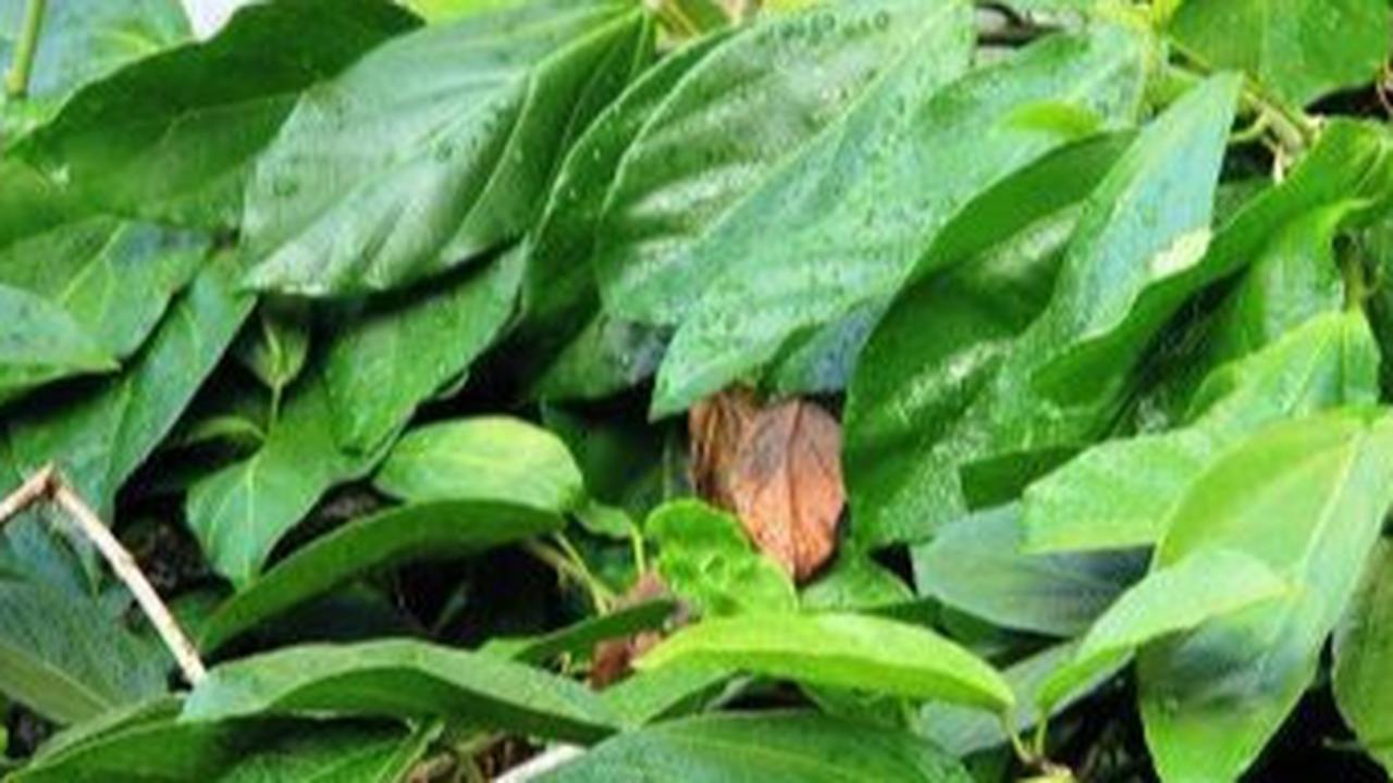 Cara Rebus Daun Cincau yang Benar untuk Dapatkan Manfaat Kesehatan,  Salah Satunya Turunkan Kadar Gula Darah