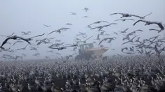 Ribuan Bangau Abu-Abu mengerumuni traktor yang menyebarkan makanan di sekitar Danau Agamon Hula, Israel, Kamis (21/2). Sekitar 50 ribu ekor Bangau Abu-Abu tinggal selama musim dingin di Danau Agamon Hula. (MENAHEM KAHANA/AFP)