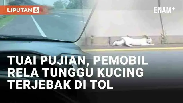 VIDEO: Viral Pemobil Rela Tunggu Kucing yang Terjebak di Tengah Tol, Lapor Petugas untuk Evakuasi