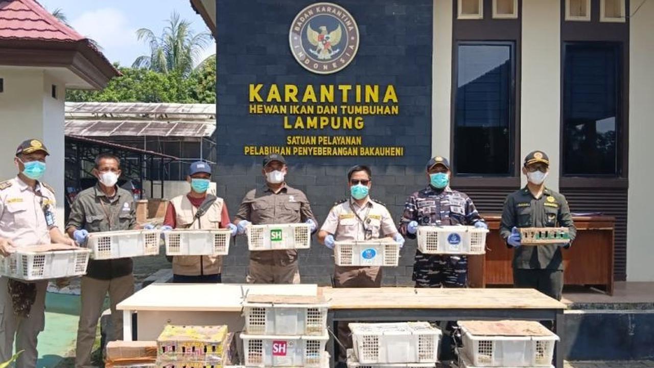 Karantina Lampung Gagalkan Penyelundupan 620 Satwa Liar, Dua Jenis Dilindungi