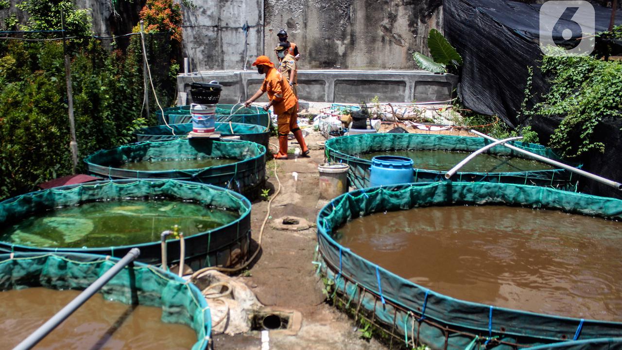 Mengenal Teknologi Bioflok untuk Budidaya Ikan, Cuaca Buruk Tak Lagi Jadi Halangan