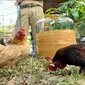 Ayam serama memiliki keunikan dan perawatan relatif mudah sehingga menjadi daya tarik untuk dikembangbiakkan.