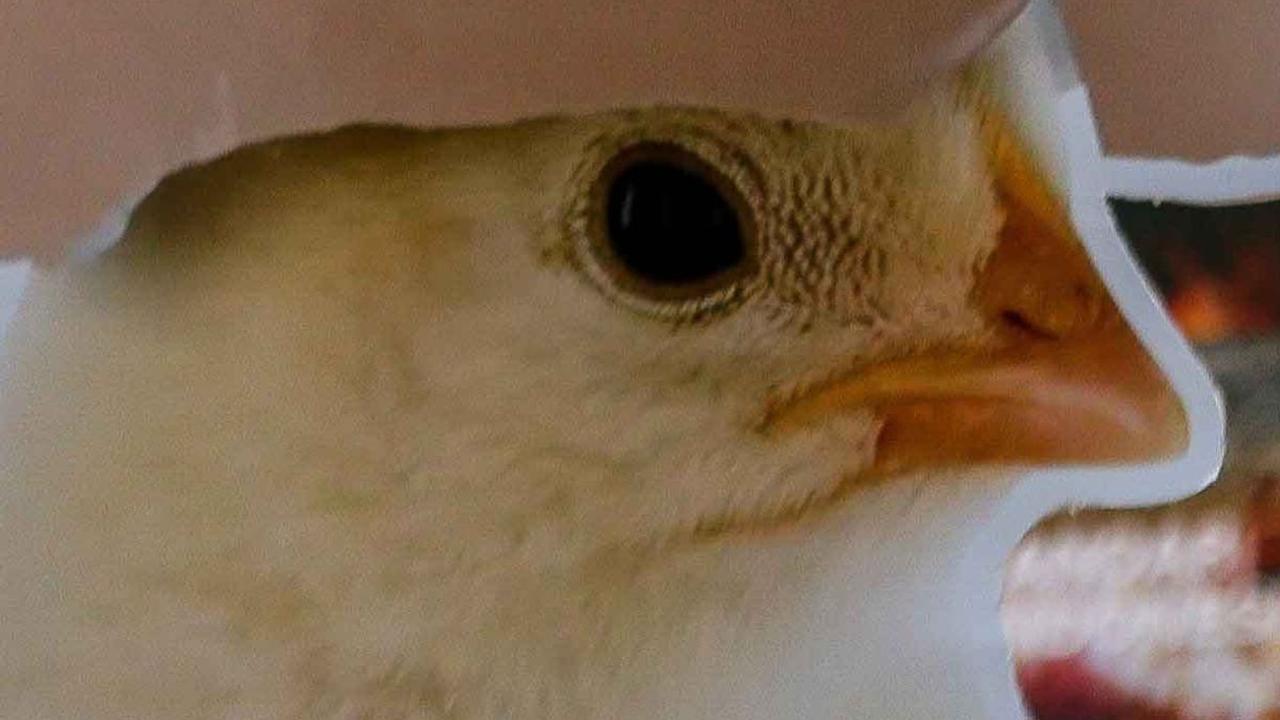 Selain berefek buruk pada ayam ternak, Koordinator Act For Farmed Animals Among Prakosa mengungkapkan, kandang baterai dapat memicu munculnya beragam penyakit berbahaya lainnya.