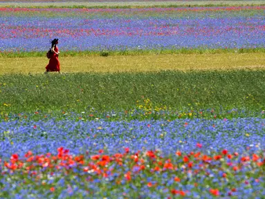 Seorang turis berjalan di tengah-tengah bunga yang sedang mekar dan ladang lentil di Castelluccio, sebuah desa kecil di wilayah Umbria, Italia tengah pada 6 Juli 2020. Setiap tahunnya antara Mei dan Juli, ribuan varietas bunga liar bermekaran dan menjadi daya tarik wisatawan. (Tiziana FABI / AFP)