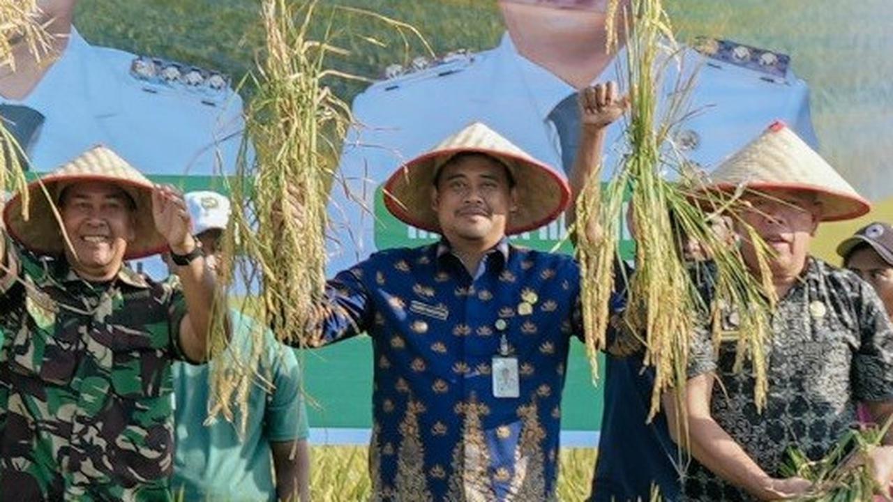 Bobby Nasution Panen Raya Padi di Kelurahan Mabar Hilir Pasar IV Kecamatan Medan Deli