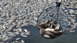 Pekerja memperlihatkan ikan mati di Danau Citra 6 Perumahan Citra Garden City, Kalideres, Jakarta, Sabtu (19/12). Ribuan ikan mati diduga akibat fenomena alam yaitu perubahan cuaca yang ektrim hingga merusak ekosistem danau. (Liputan6.com/Gempur M Surya)
